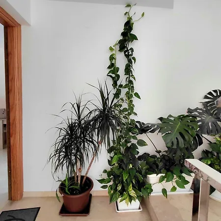 Apartment Brisa Del Alba *